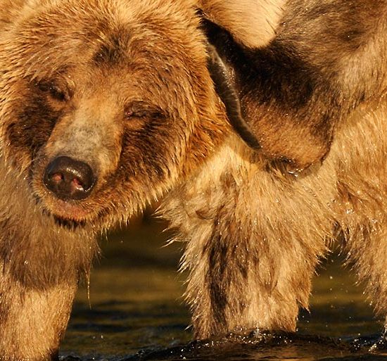 Alaska grizzly bear photo tours Katmai Park.