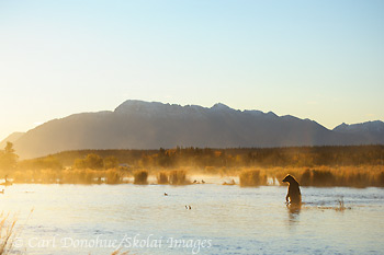 Brown bear standing, Katmai National Park and Preserve, Alaska.