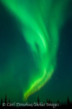 The aurora borealis (northern lights) light up the night sky over the boreal forest in the Mentasta Mountains, boreal forest, Wrangell-St. Elias National Park and Preserve, Alaska.