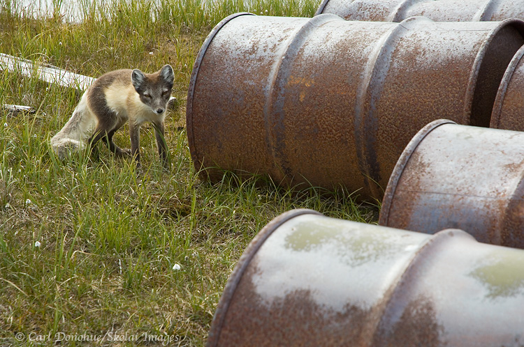 Leftover oil cans and an arctic fox in ANWR.