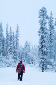 Snowshoeing in winter in the boreal forest of Wrangell-St. Elias National Park and Preserve, Alaska.