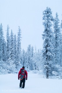 Winter snowshoeing, boreal forest, Wrangell-St. Elias National Snowshoeing in winter in the boreal forest of Wrangell-St. Elias National Park and Preserve, Alaska.