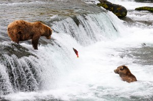 Brown bears at Brooks Falls, in Katmai National Park, watch a spawning Sockeye Salmon attempt to leap up the waterfall. Brown bear, or grizzly bear (Ursus arctos), Katmai National Park and Preserve, Alaska.