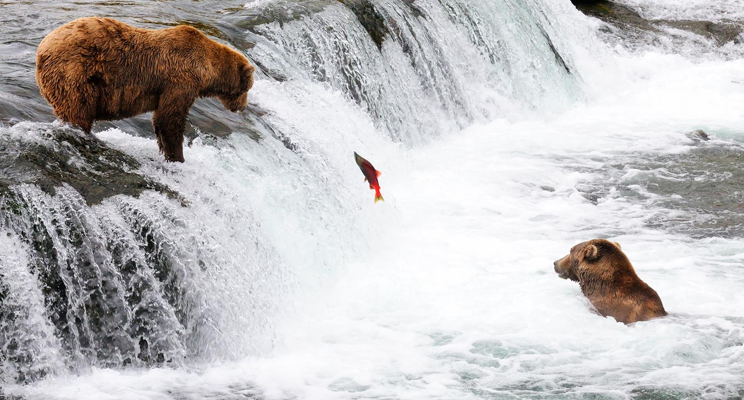 Katmai National Park Pebble Mine article bears fishing brooks Falls, Alaska.