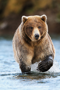 A male brown bear, Ursus arctos, approaches up river, fishing for spawning sockeye salmon, Katmai National Park and Preserve, Alaska.