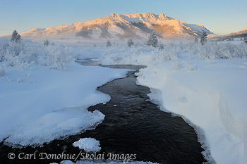 Jenny Creek, near the Savage River, in winter, remains free of ice and flowing, even at minus 40degree F temperatures. Denali National Park and Preserve is a winter wonderland in January, fresh snow and hoar ice blankets the land. Mt. Margaret, Denali National Park and Preserve, Alaska.