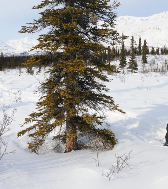 Alaska snowshoe photo Wrangell-St. Elias National Park, Alaska.