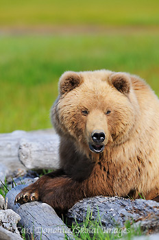 An adult brown bear (Ursus arctos) resting on driftwood near the beach at Hallo Bay, Katmai National Park and Preserve, Alaska.