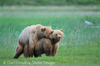Brown bears (Ursus arctos) breeding (or mating) at Hallo Bay, Katmai National Park and Preserve, Alaska.