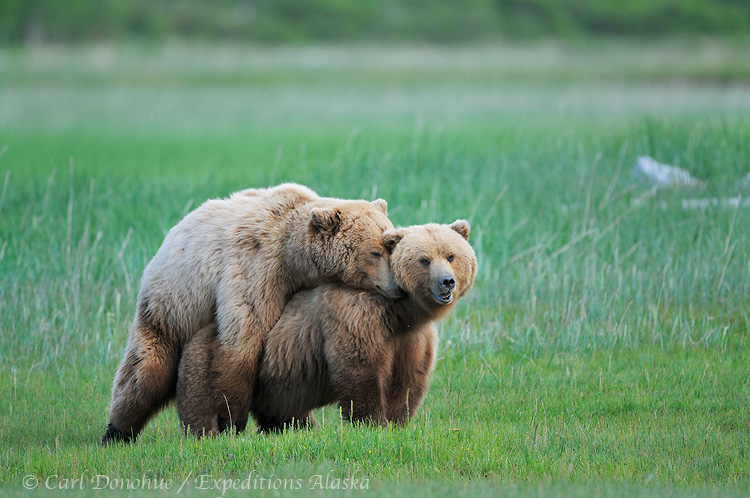 III. Factors Influencing Grizzly Bear Mating Habits