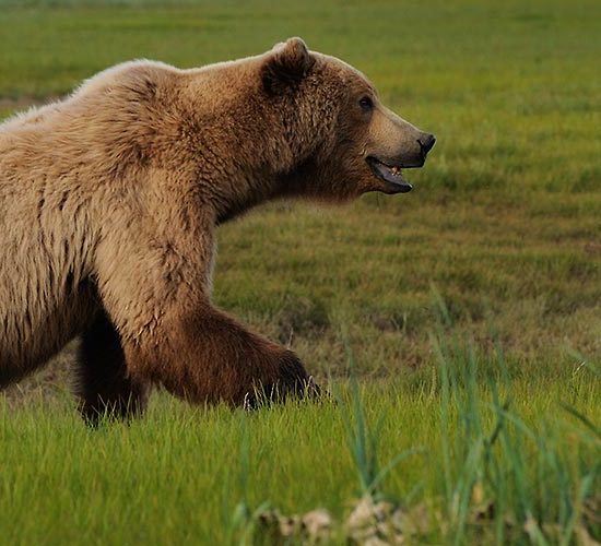 Alaska brown bear Katmai National Park, Male bear Alaska.