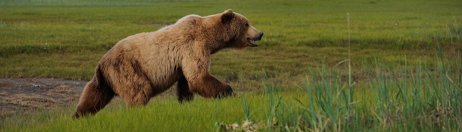 Alaska brown bear Katmai National Park, Male bear Alaska.