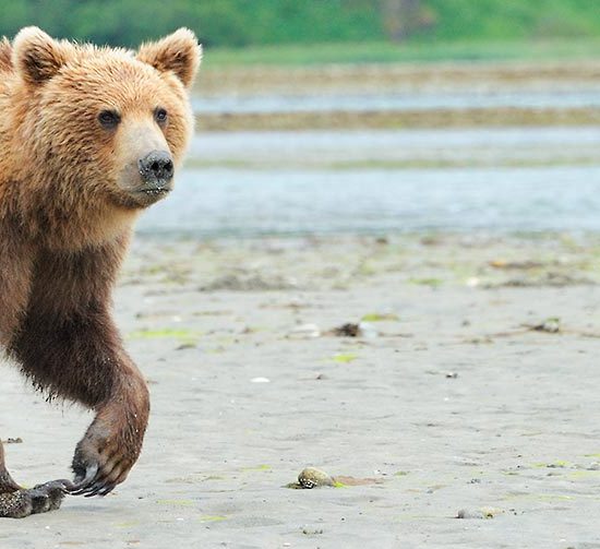 Katmai National Park brown bear photo tour. Alaska.