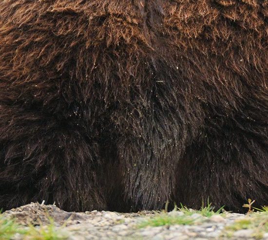 Alaska brown bear Katmai national Park, Alaska.