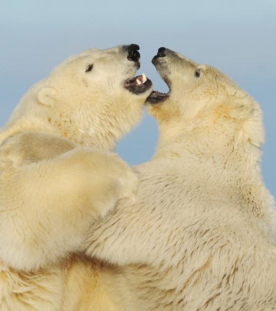 ANWR polar bears playing on ice Arctic National Wildlife Refuge Alaska.