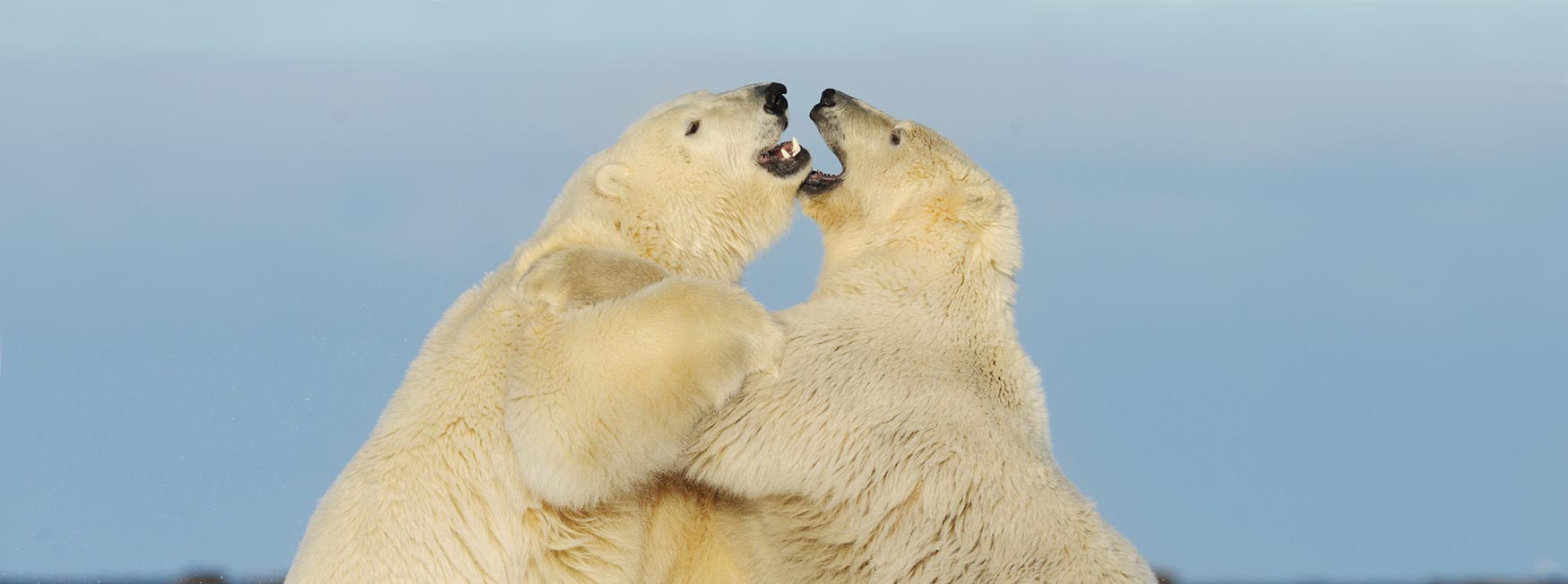 ANWR polar bears playing on ice Arctic National Wildlife Refuge Alaska.