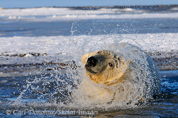 A polar bear surfaces from the Beaufort Sea, and shakes water from his head. Arctic Ocean, Alaska.