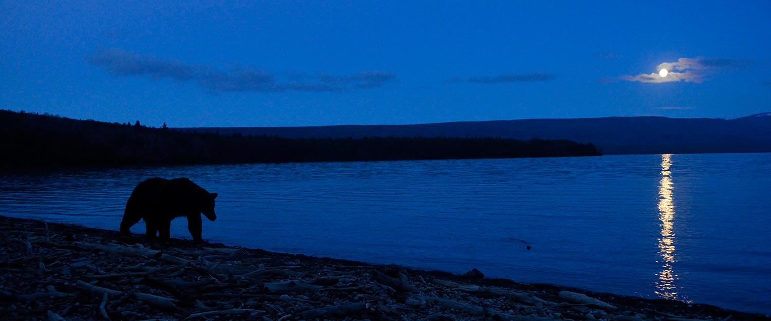 Katmai National Park Grizzly bear by moonlight, Alaska.