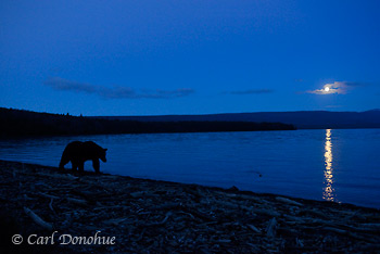 A brown bear walking by the edge of a lake under a moonlit sky.