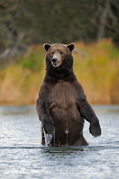 A large adult male brown bear, standing upright, Katmai National Park, Alaska.