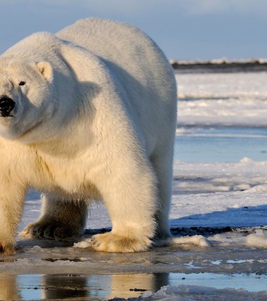 Alaska polar bear tours ANWR Alaska Arctic National Wildlife Refuge Alaska.