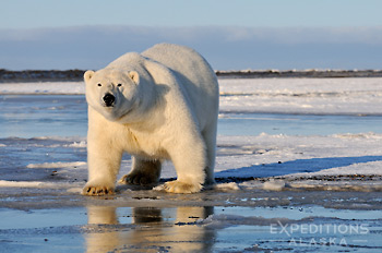 Polar bear, Ursus maritimus, Beaufort Sea, Alaska.