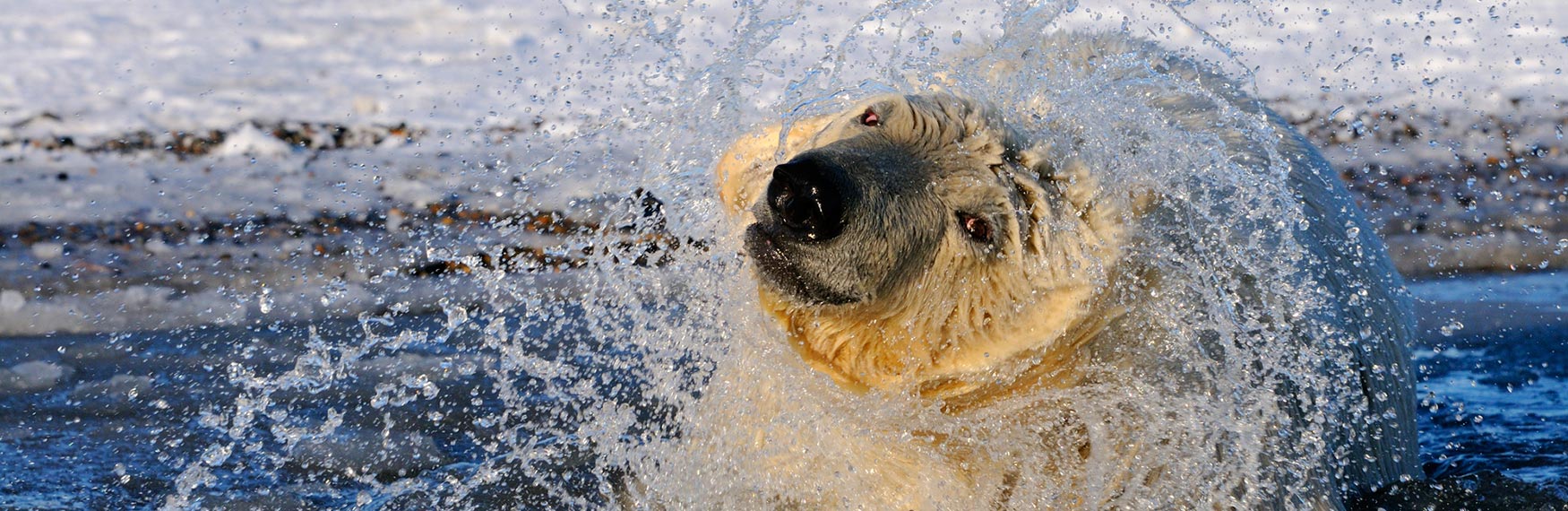 ANWR trips polar bear Alaska.