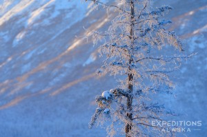 Evening light on a winter Black spruce tree in Wrangell St. Elias National Park and Preserve, Alaska