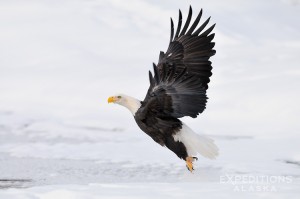 A bald eagle takes flight along the Chilkat River,  Chilkat Bald Eagle Preserve, Alaska.