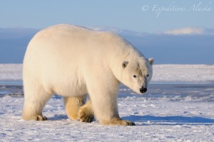 Polar bear (Ursus maritimus) male walking on fresh snow, waiting for freezeup in the arctic. Many polars come on shore in the arctic for the summer, before returning to the sea ice pack of the Arctic Ocean for the long winter. Adult male polar bear, or boar, Beaufort Sea, Alaska.