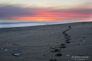 A sunset over hiking tracks along the beach of Wrangell St. Elias National park and Preserve, Alaska