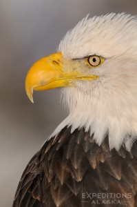 A tight headshot portrait of an adult bald eagle near Haines, Alaska. Haliaeetus leucocephalus. 