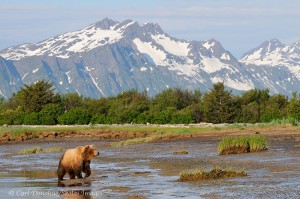 Brown bear at Hallo Bay, Katmai National Park and Preserve, Alaska.