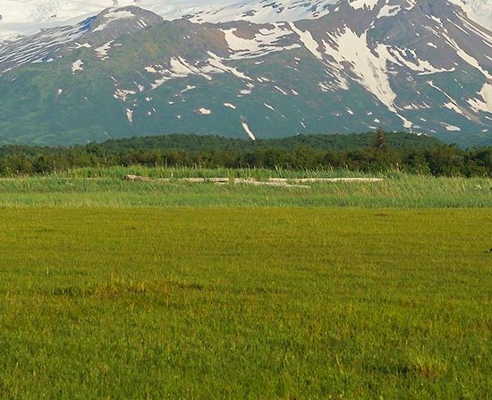 Alaska brown bear photo tour Katmai National Park.