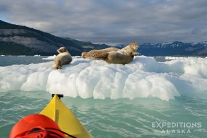 A slow, careful approach allowed us to get up close and personal with these Harbor Seals on our Sea Kayaking trip.