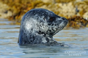 A harbor seal in Kukak Bay, Katmai National Park and Preserve, Alaska.