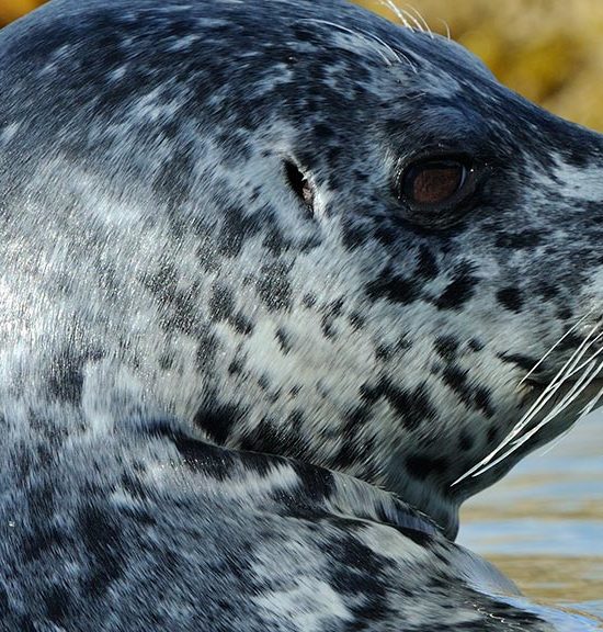 Katmai National Park Harbor Seal Alaska.