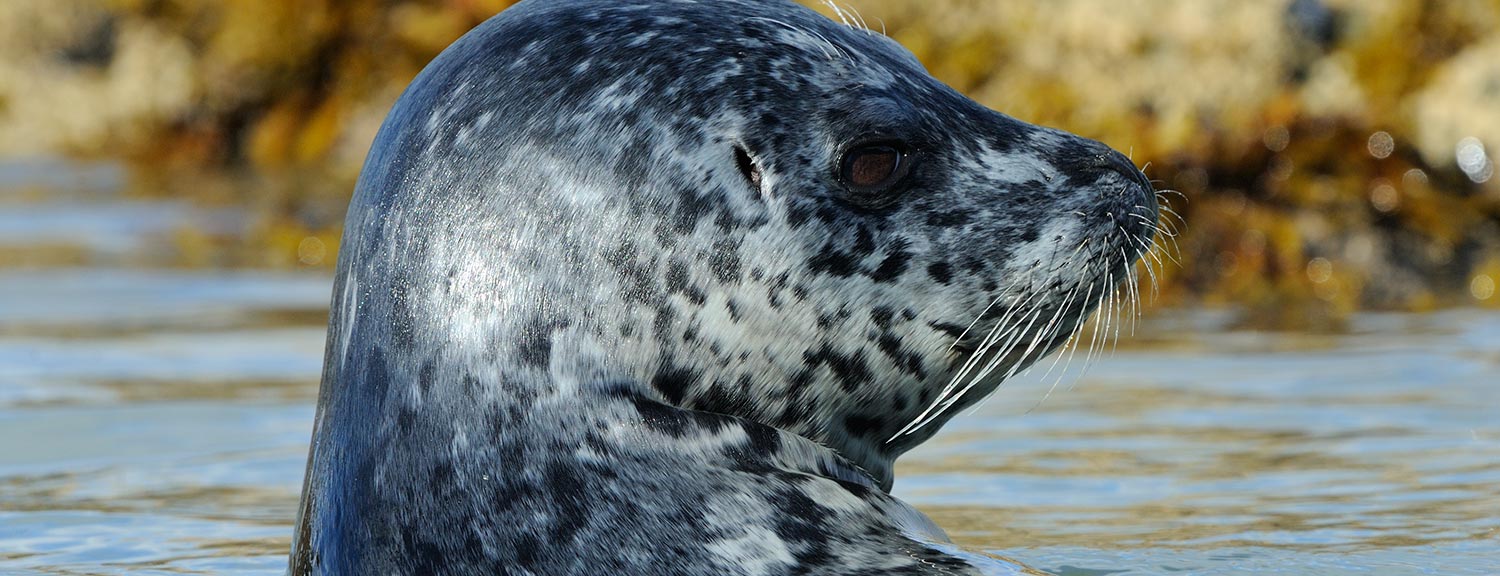 Katmai National Park Harbor Seal Alaska.