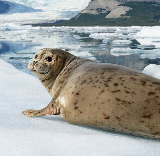 Sea kayaking Alaska tours Harbor seal Icy Bay.