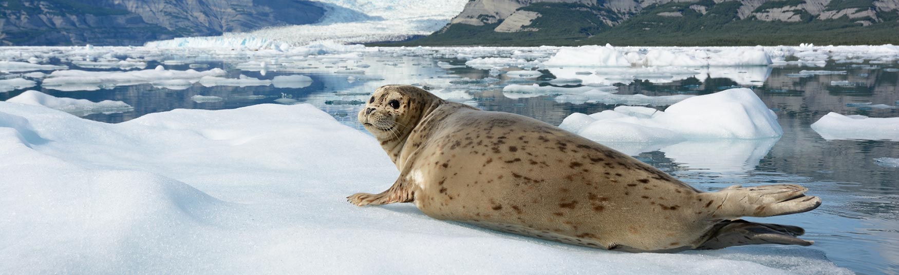 Sea kayaking Alaska tours Harbor seal Icy Bay.