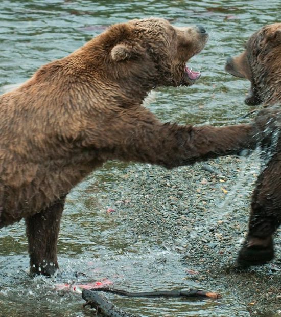 male grizzly bears fighting Katmai National Park, Alaska.