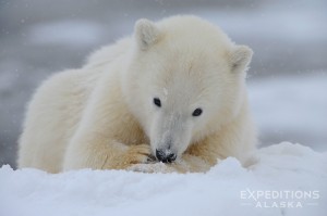 A young polar bear cub in snow, Arctic National Wildlife Refuge, Alaska. Ursus maritimus.