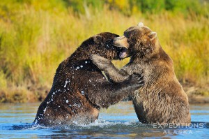 2 male brown bears, adults, playing, wrestling and fighting in play. Brown bear males tend to be wary of one another, but can also be seen from time to time playing and wrestling with one another. Brown bears (Ursus arctos) Katmai National Park and Preserve, Alaska.