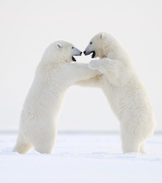 Polar bear photo ANWR Alaska.