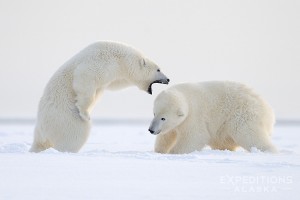 2 polar bears hard at work, or play. Twins, these 2 year old polar bear cubs played hard on the early snow in fall, in the Arctic National Wildlife Refuge, or ANWR, Alaska. Polar bears, Ursus maritimus, ANWR, Alaska.