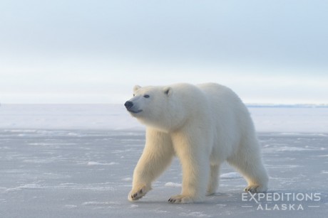 A curious young polar bear walks across the thin ice as the cold waters of the Beaufort Sea begin to freeze up in early Fall. Polar bear, Ursus maritimus, Arctic National Wildlife Refuge, Alaska.