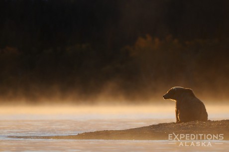 A backlit brown bear on the shores of a Lake, at dawn. Brown bear (Ursus arctos) Katmai National Park and Preserve, Alaska.