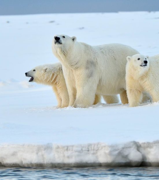 Alaska polar bear tours ANWR Arctic National Wildlife Refuge Alaska.