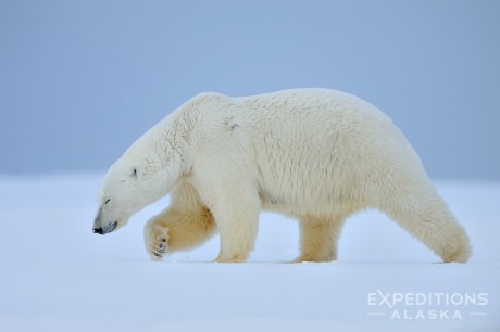 Male polar bear walking on snow, Alaska.