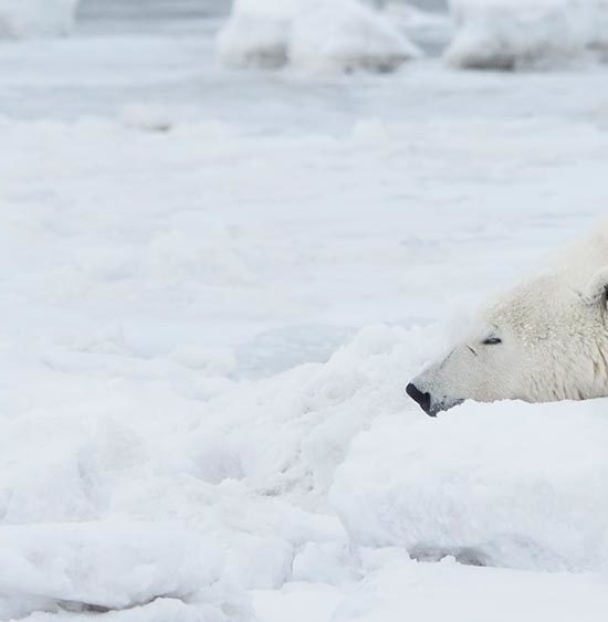 Alaska polar bear photo tours Arctic National Wildlife Refuge.